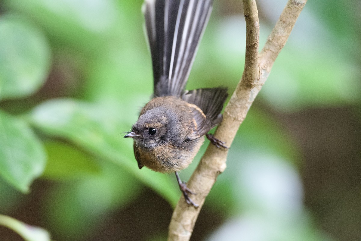 New Zealand Fantail - ML652513583
