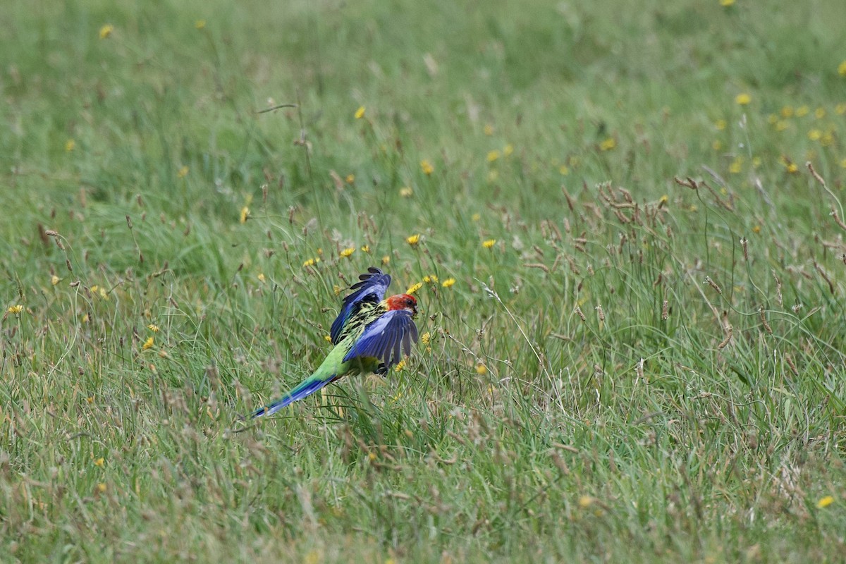 Eastern Rosella - ML652513614