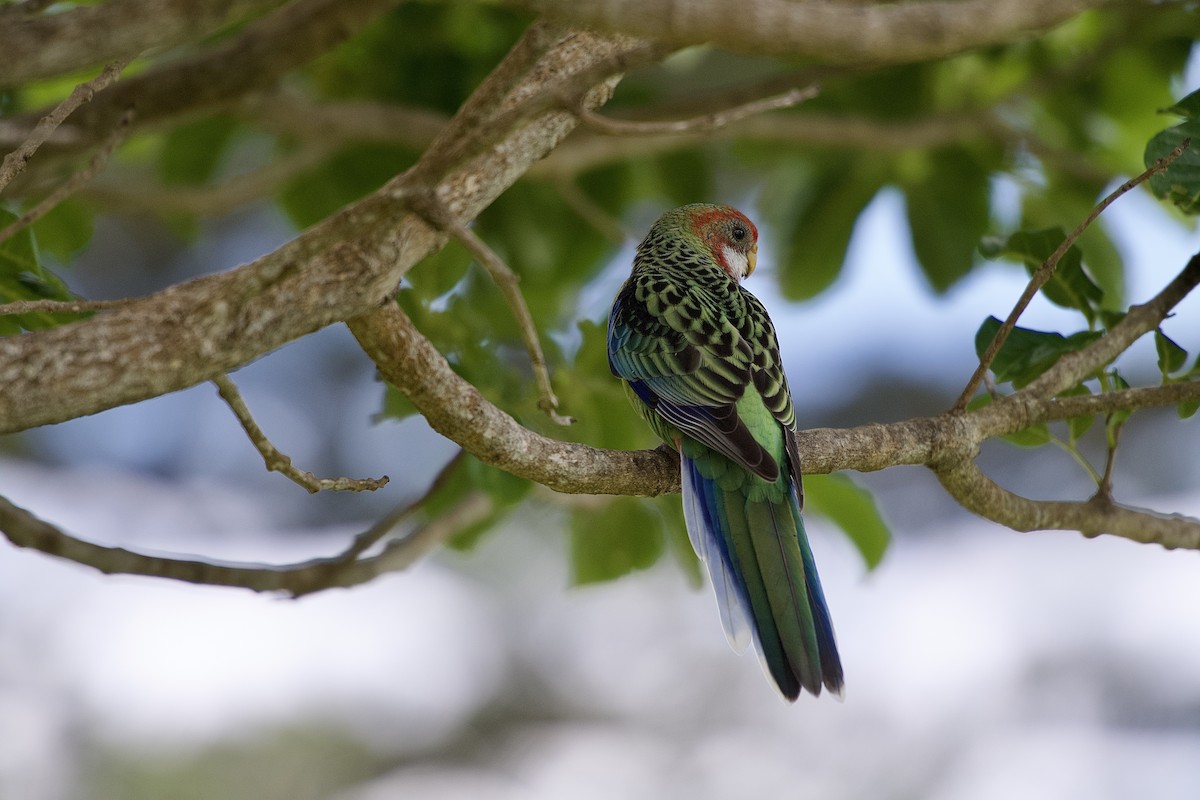 Eastern Rosella - ML652513615