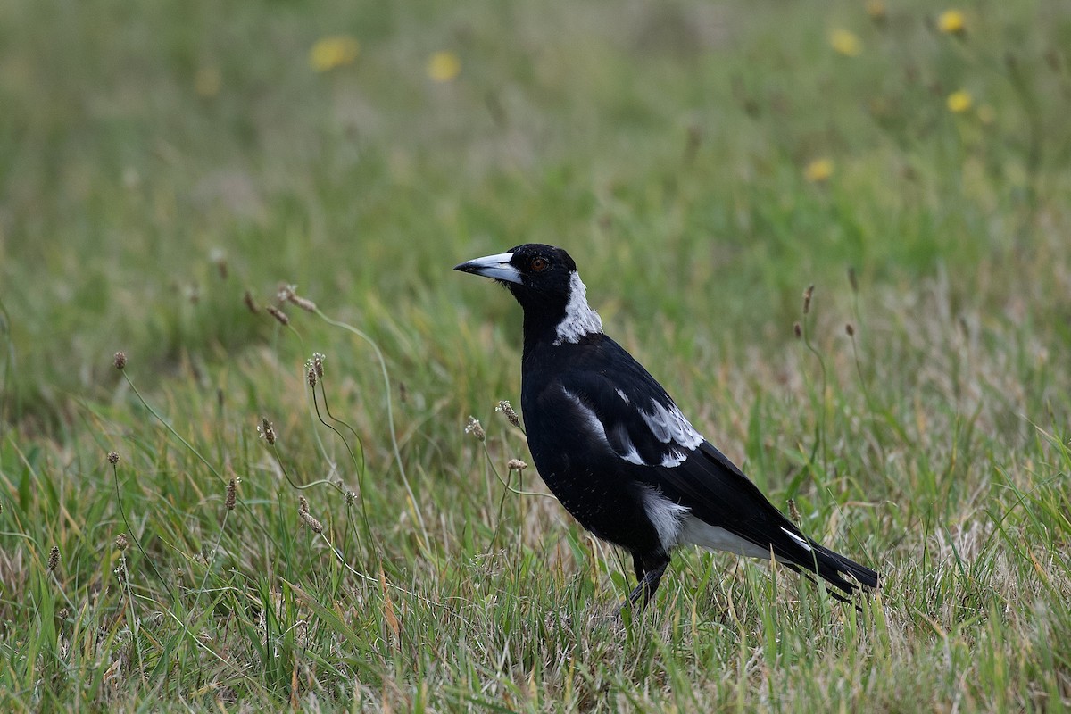 Australian Magpie - ML652513628