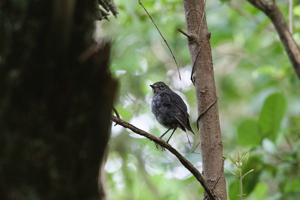 North Island Robin - ML652513637