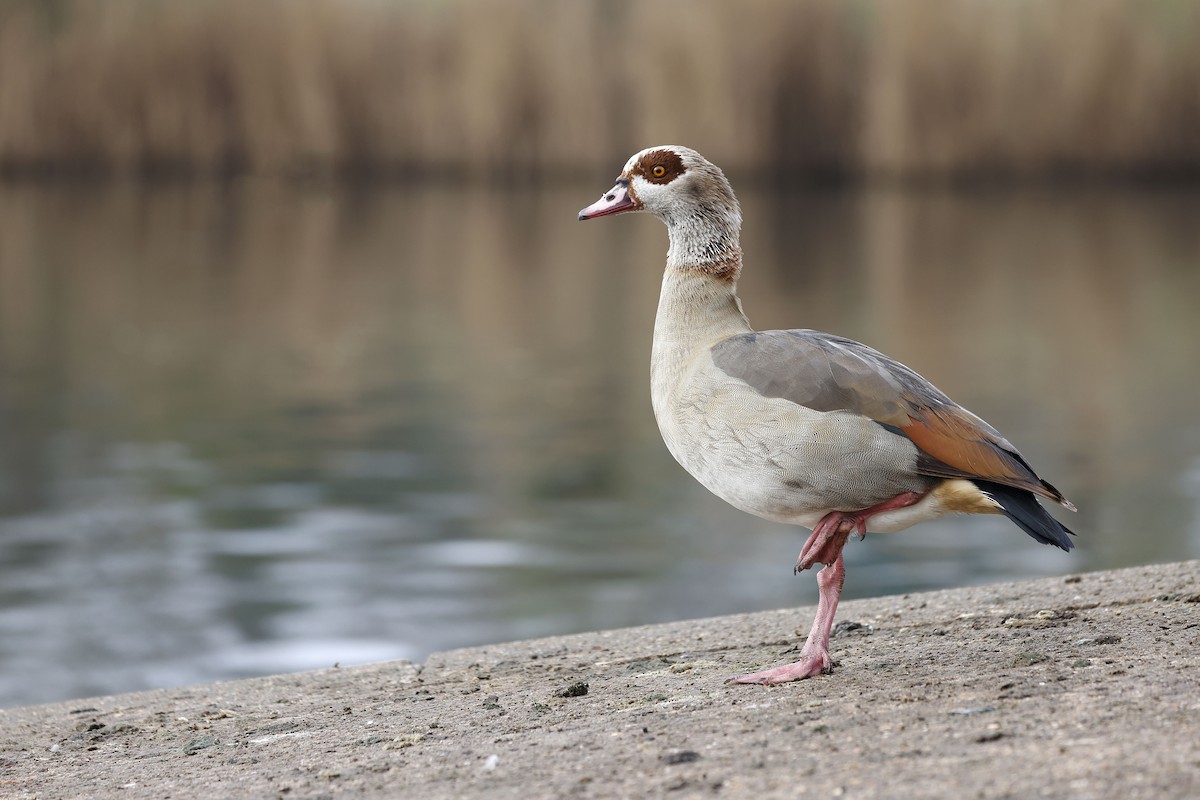 Нильский гусь - ML652513919