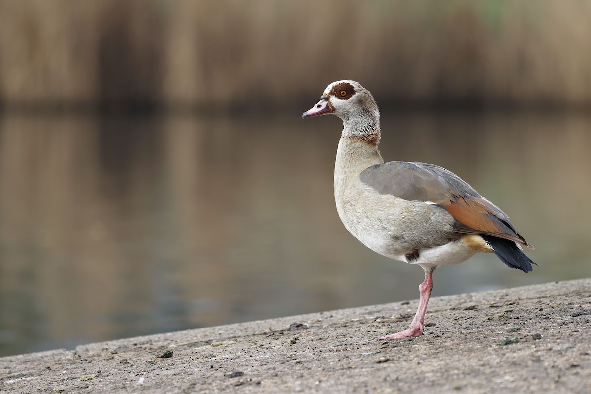 Нильский гусь - ML652513920