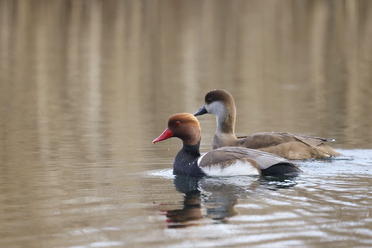 Красноносый нырок - ML652513924