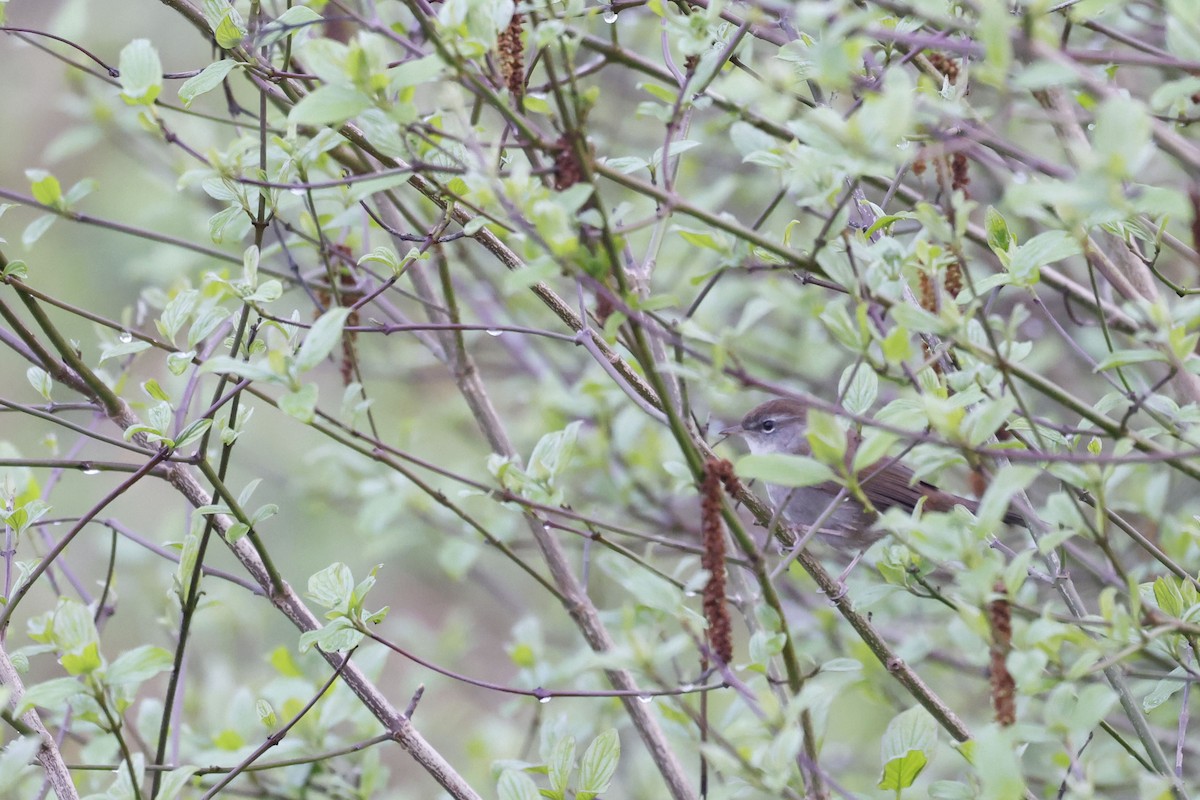 Соловьиная широкохвостка - ML652513931