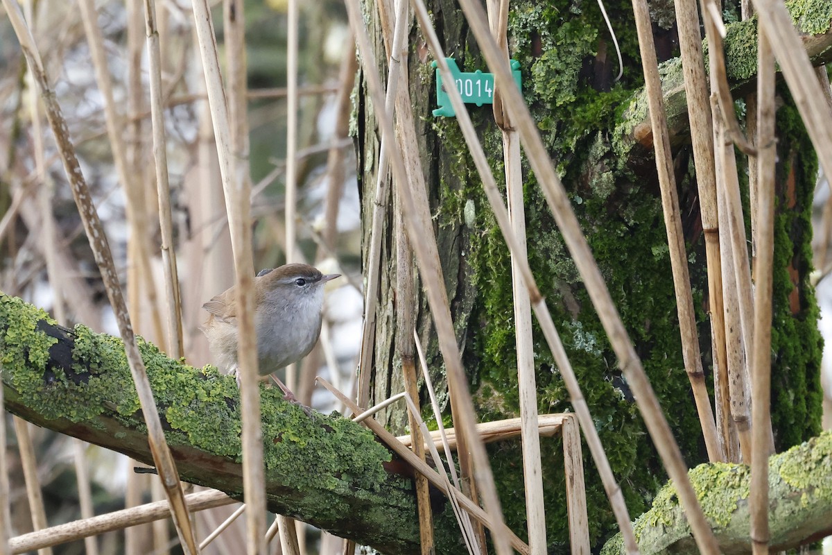 Соловьиная широкохвостка - ML652513932