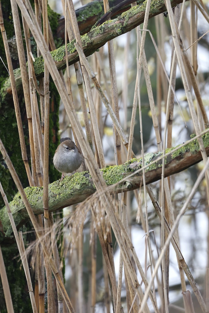 Соловьиная широкохвостка - ML652513933