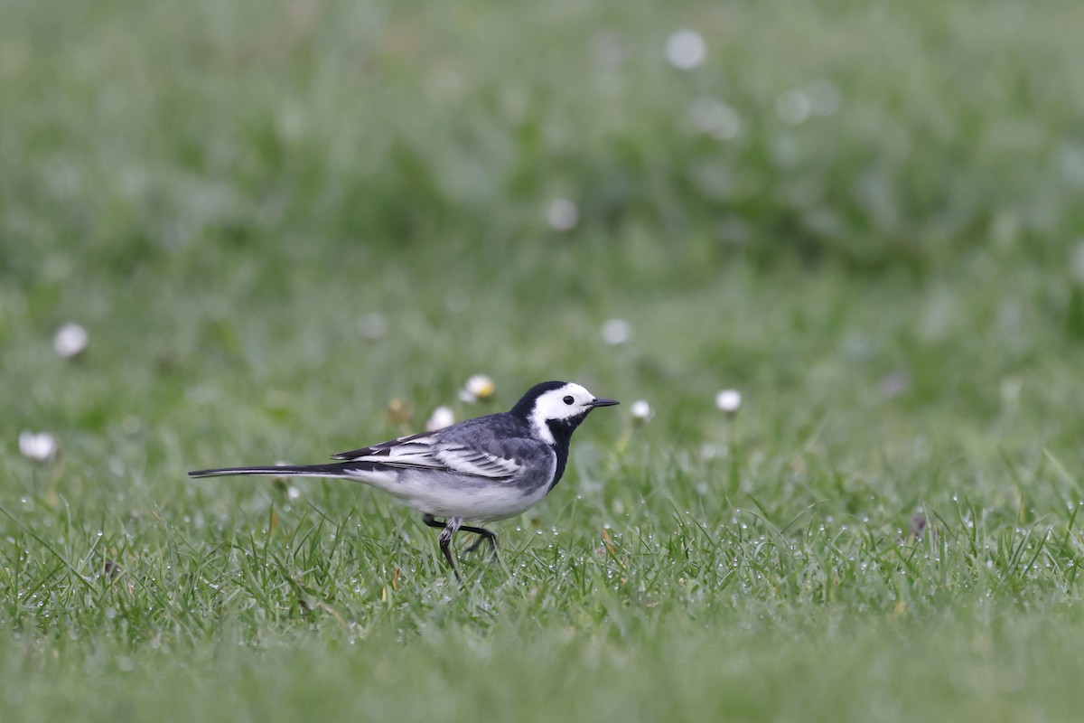 Белая трясогузка (yarrellii) - ML652513940