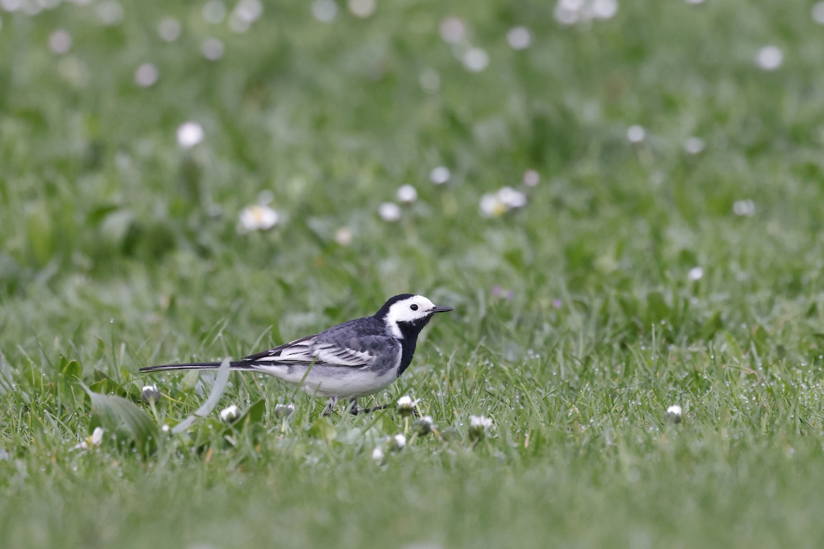 Белая трясогузка (yarrellii) - ML652513941