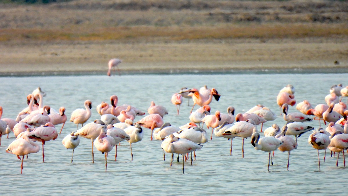 Lesser Flamingo - ML652514199