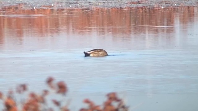 Mallard - ML652514292