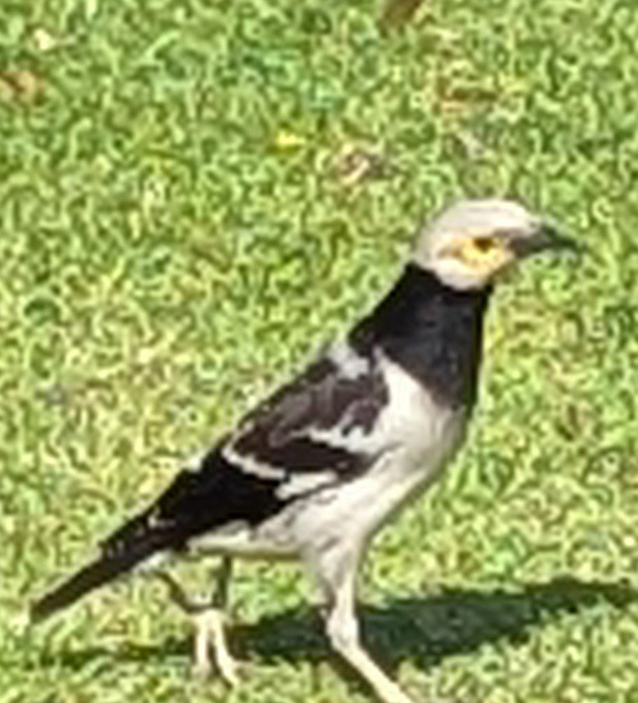 Black-collared Starling - ML652514439