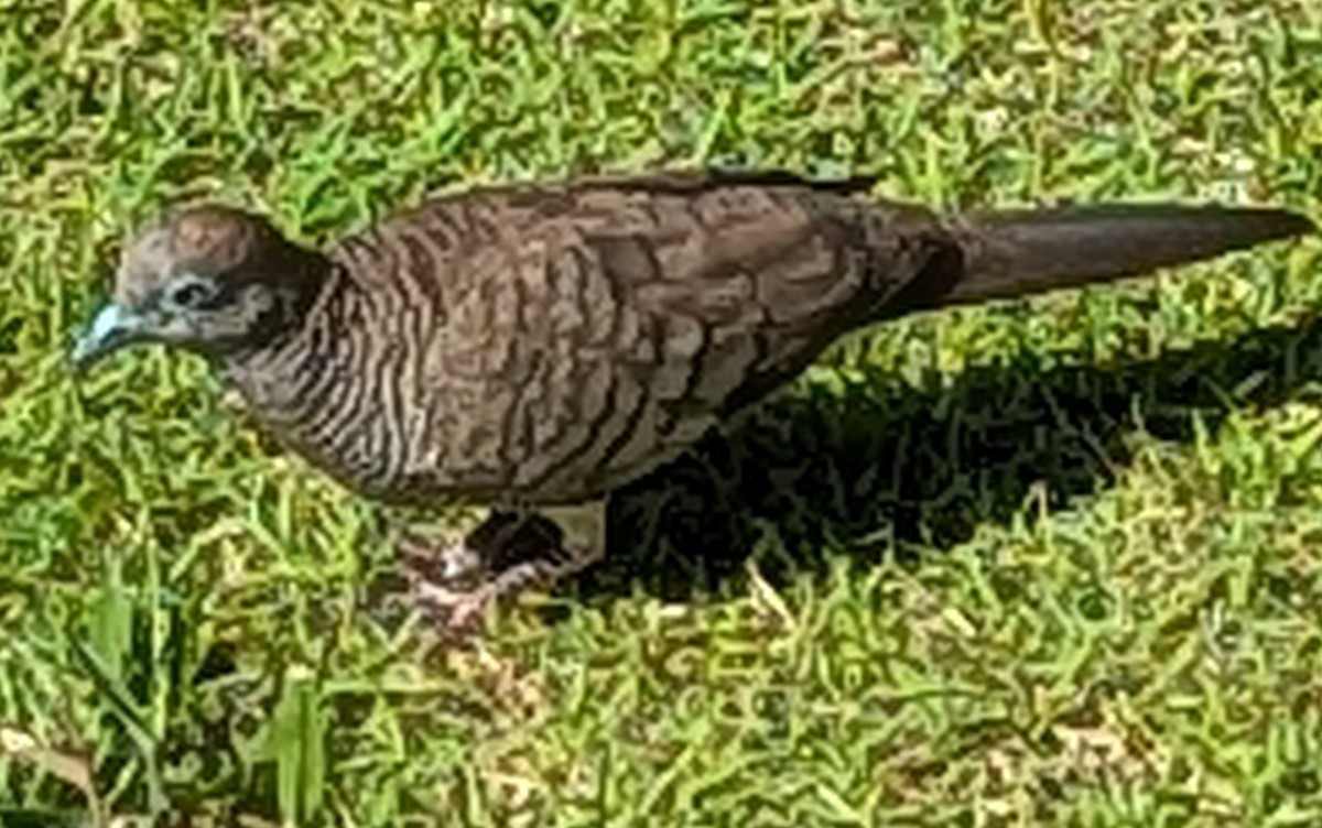 Zebra Dove - ML652514448