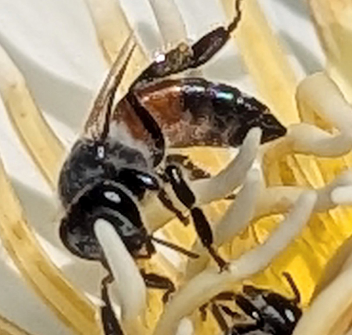 Animals - ML652514454