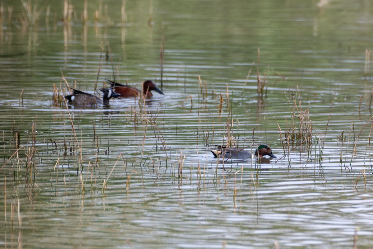 コガモ - ML652514764