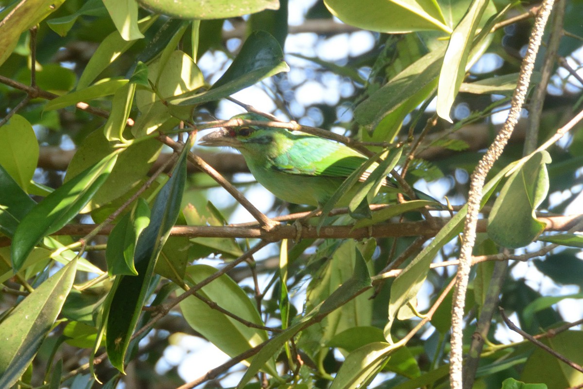 Barbu grivelé - ML652515097