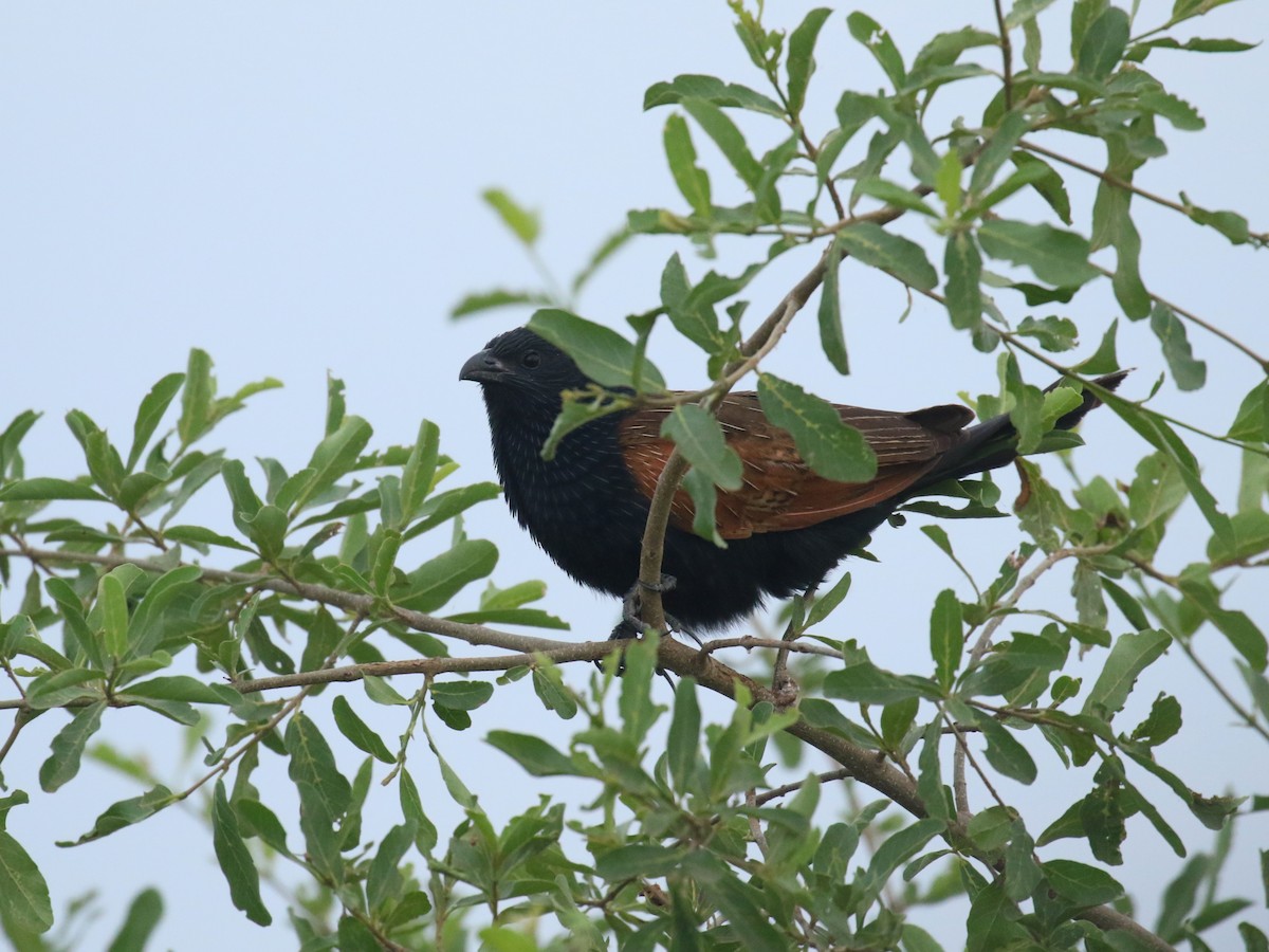 Black Coucal - ML652515243