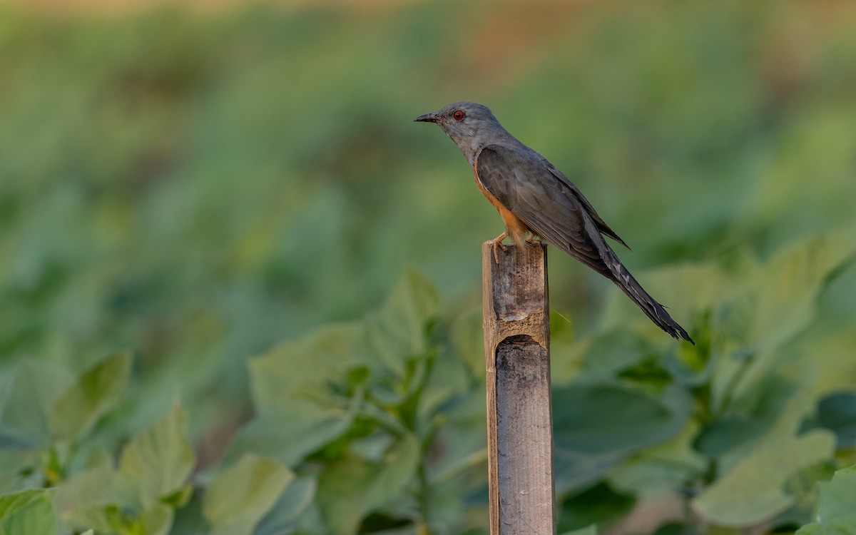 Plaintive Cuckoo - ML652515721