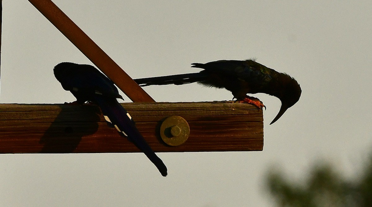 Green Woodhoopoe - ML652515986