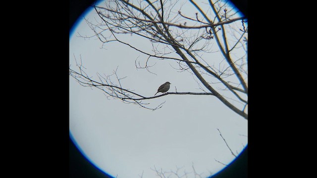 힝둥새 - ML652516241