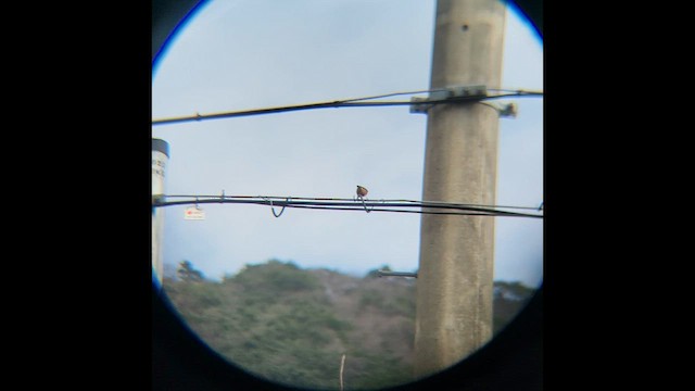 곤줄박이 - ML652516281