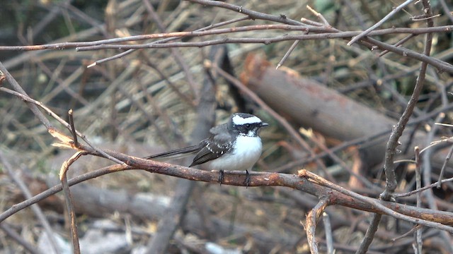White-browed Fantail - ML652516570