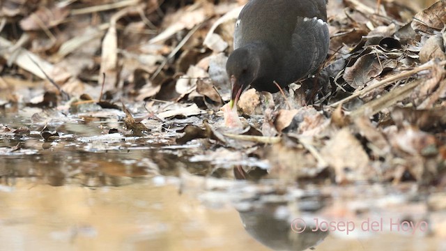 紅冠水雞 - ML652516632