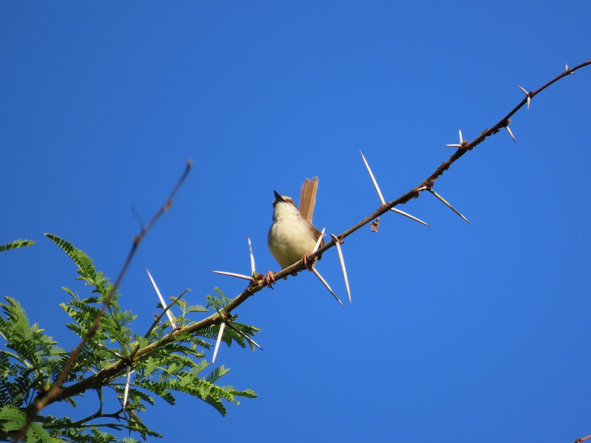 Tawny-flanked Prinia - ML652516640