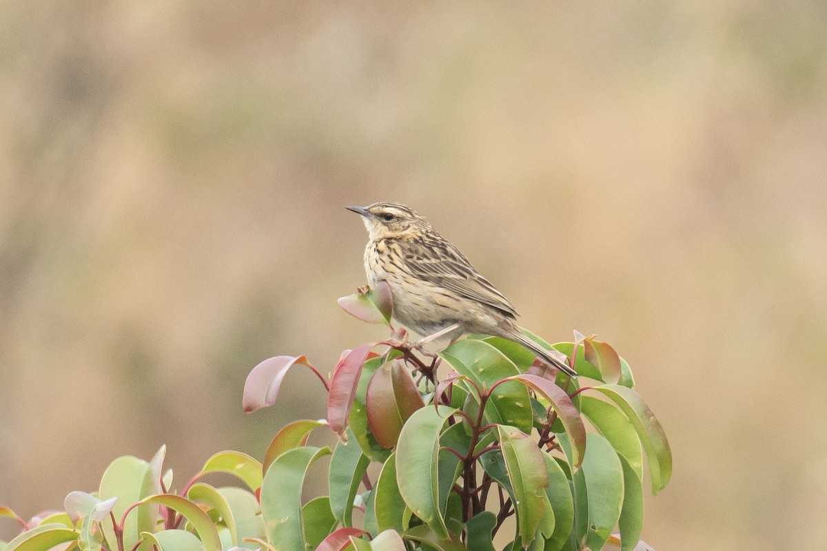 ニルギリタヒバリ - ML652517031