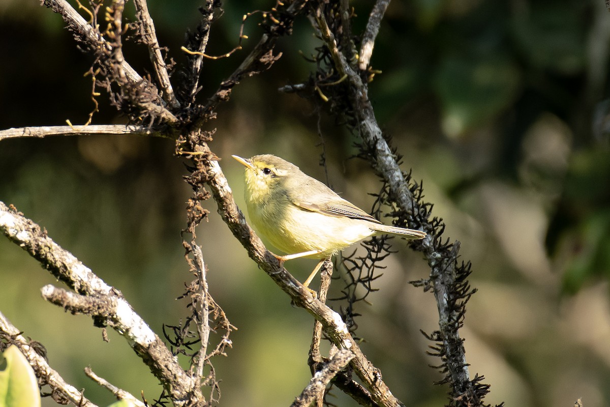 キバラムシクイ - ML652517277