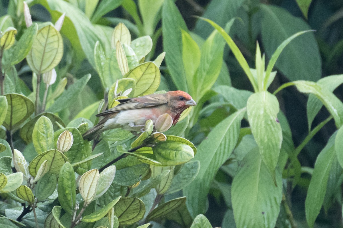 アカマシコ - ML652517288