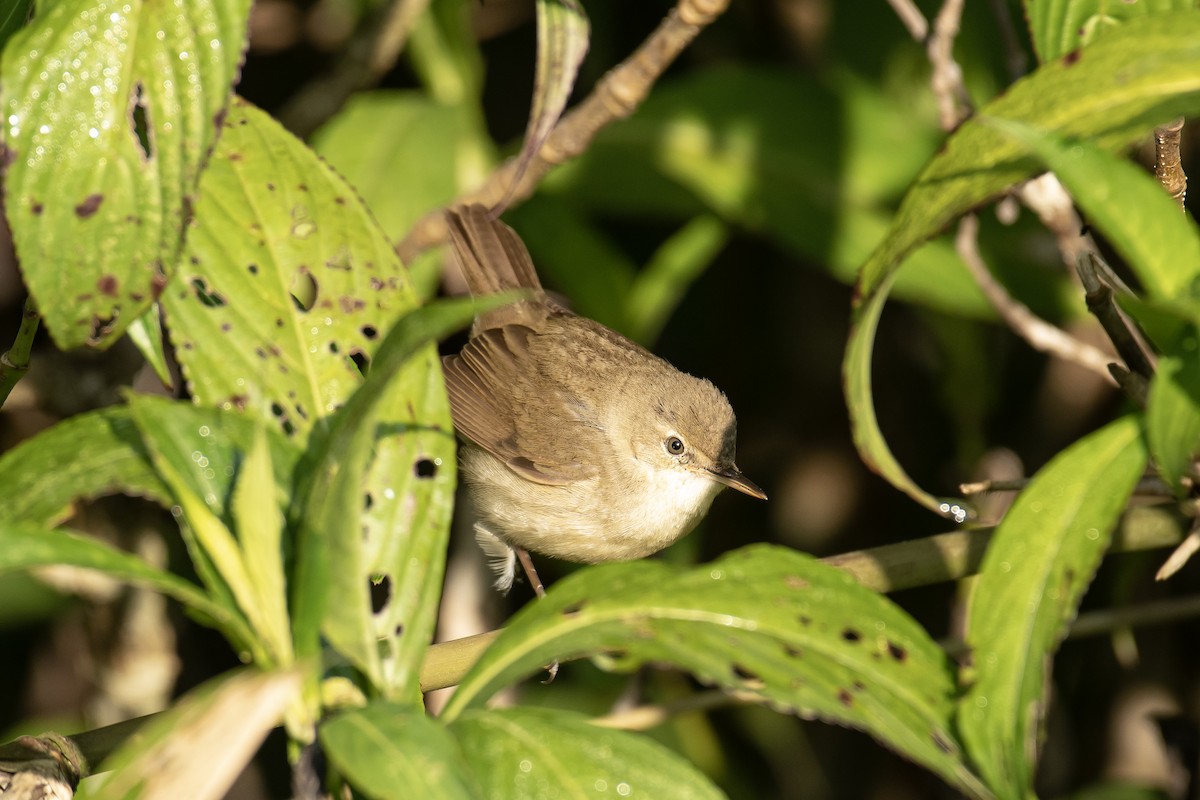 ヤブヨシキリ - ML652517294