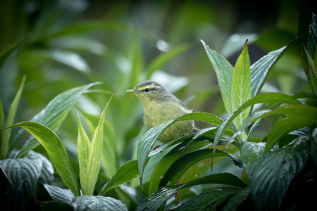 キバラムシクイ - ML652517299