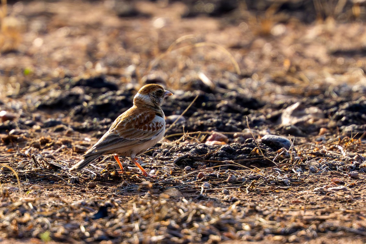 Chestnut-backed Sparrow-Lark - ML652517339