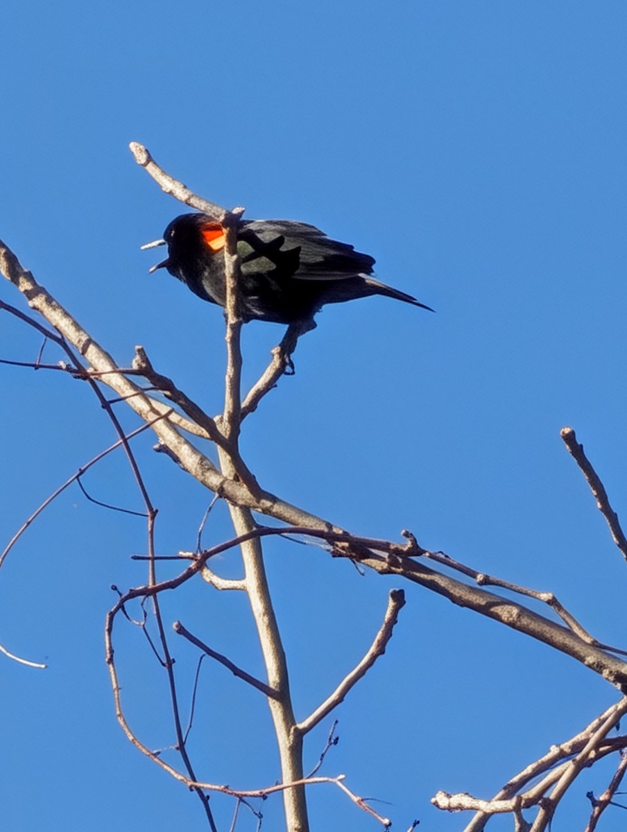 Red-winged Blackbird - ML652517698