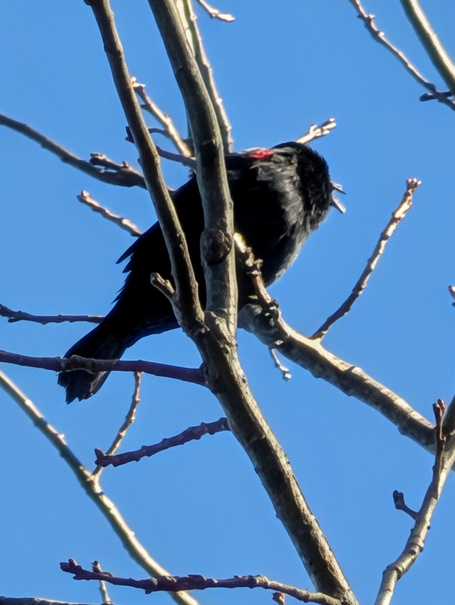 Red-winged Blackbird - ML652517732