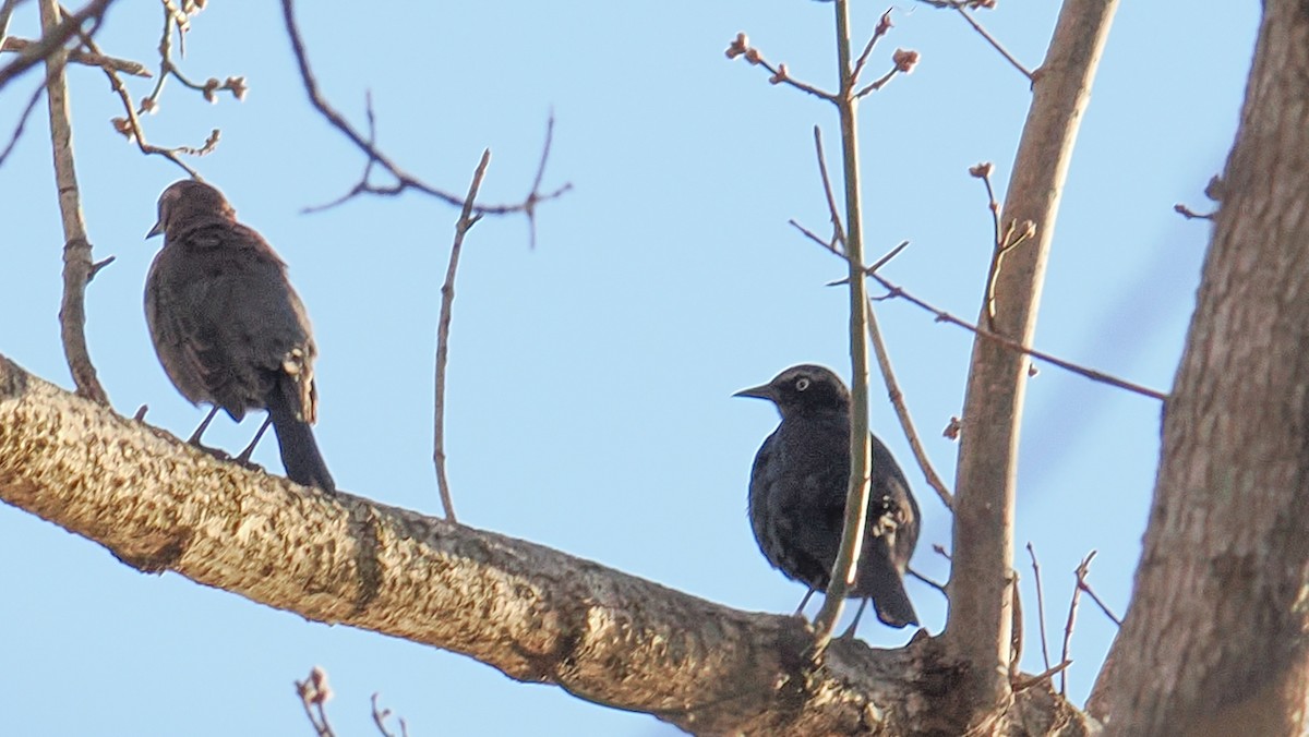 Rusty Blackbird - ML652517874