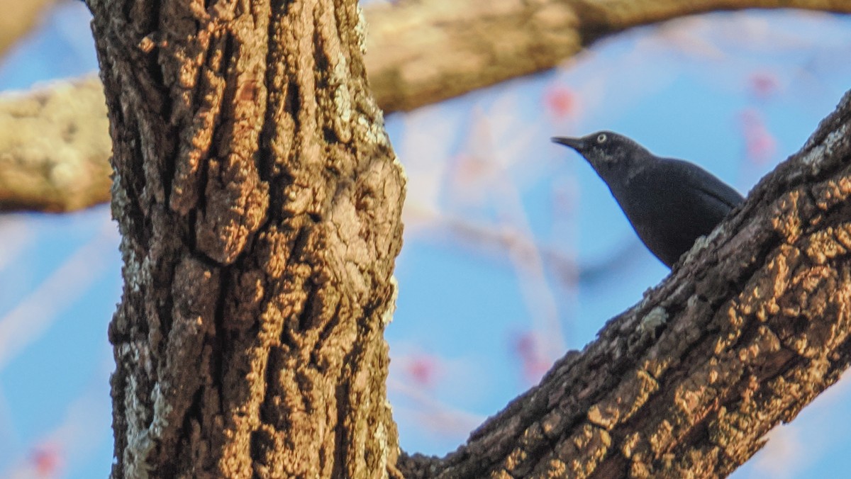 Rusty Blackbird - ML652517876