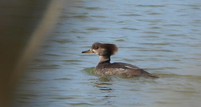 eBird Checklist - 10 Mar 2026 - Pilning Wetland - 39 species