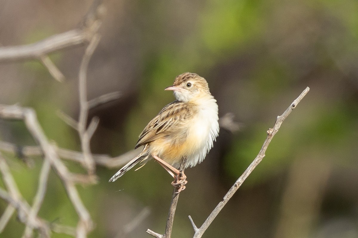 Таміка пустельна - ML652518326