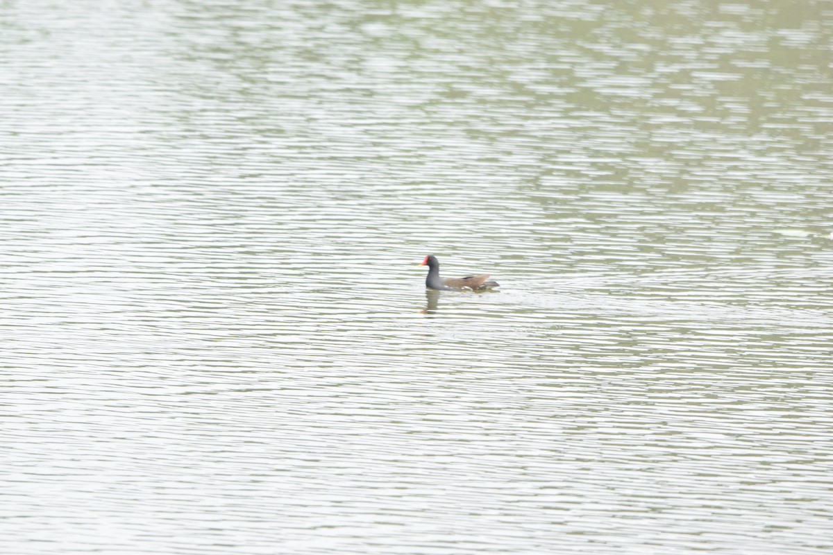 Gallinule poule-d'eau - ML652518471