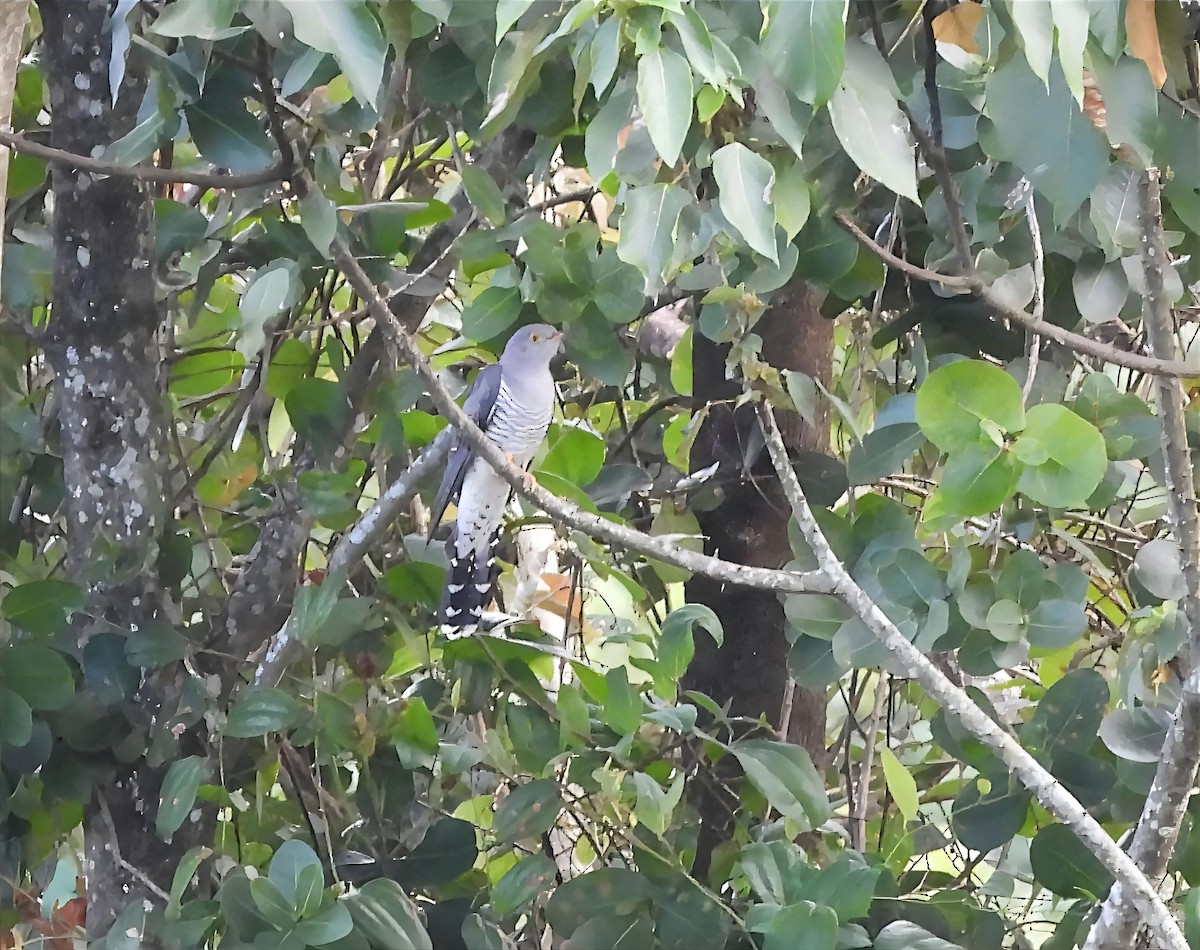 Common Cuckoo - ML652518472