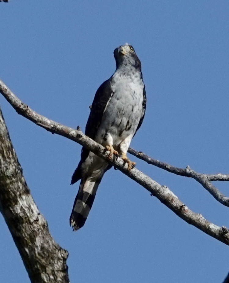 Langschnabelweih - ML652518517