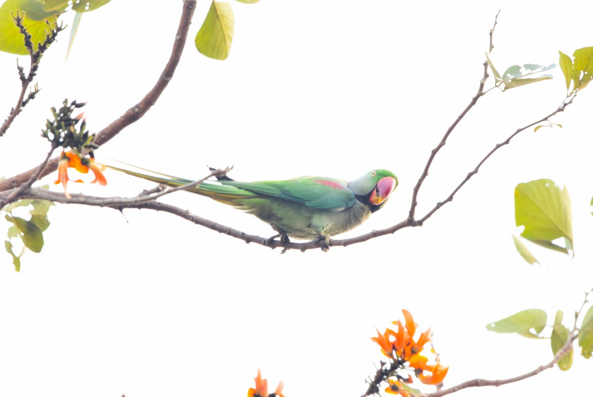 Perruche alexandre - ML652518541