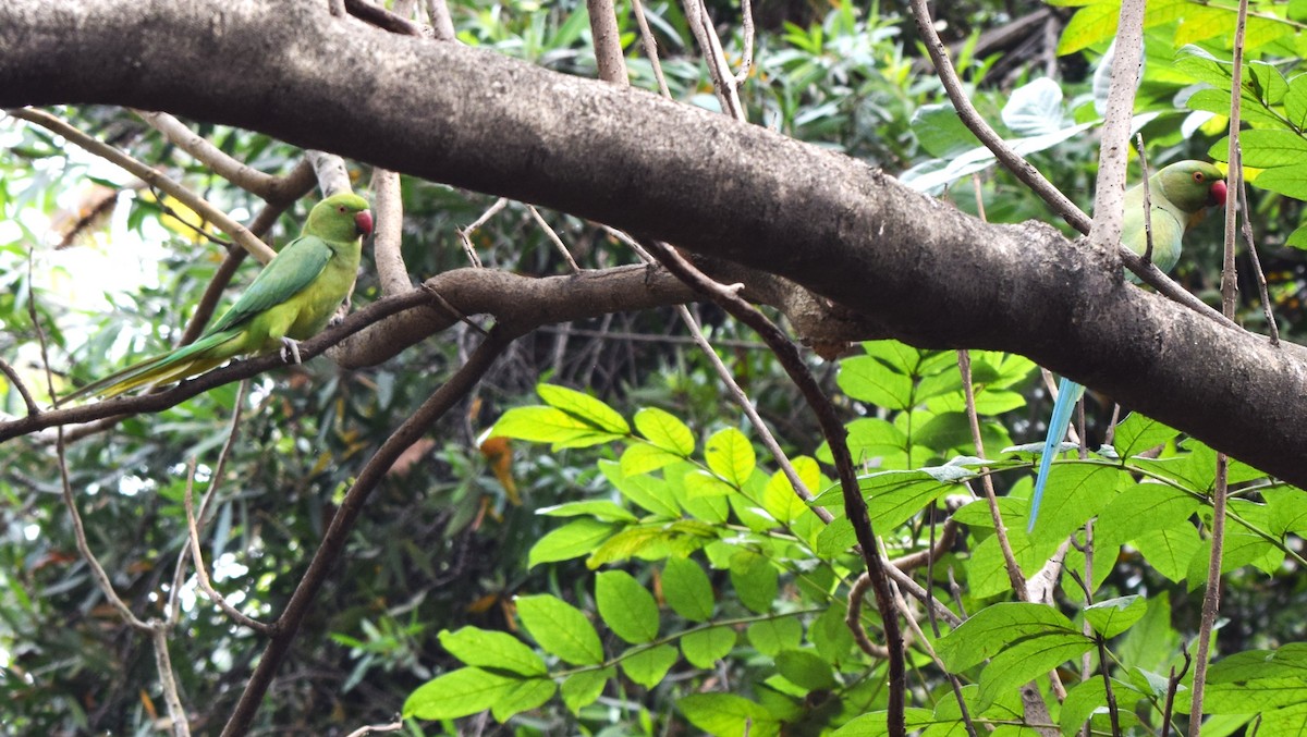 Perruche à collier - ML652518550