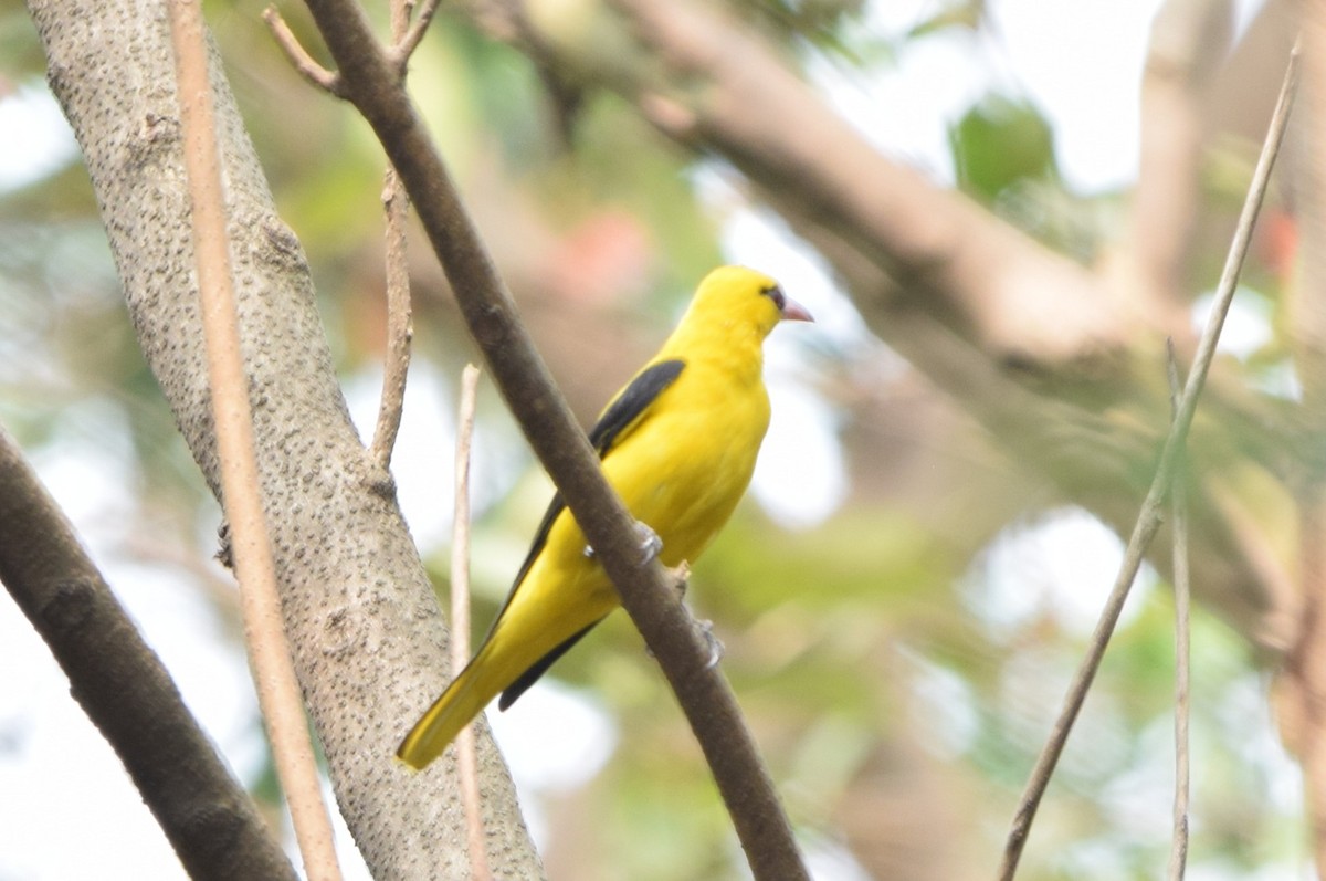 Loriot indien - ML652518558