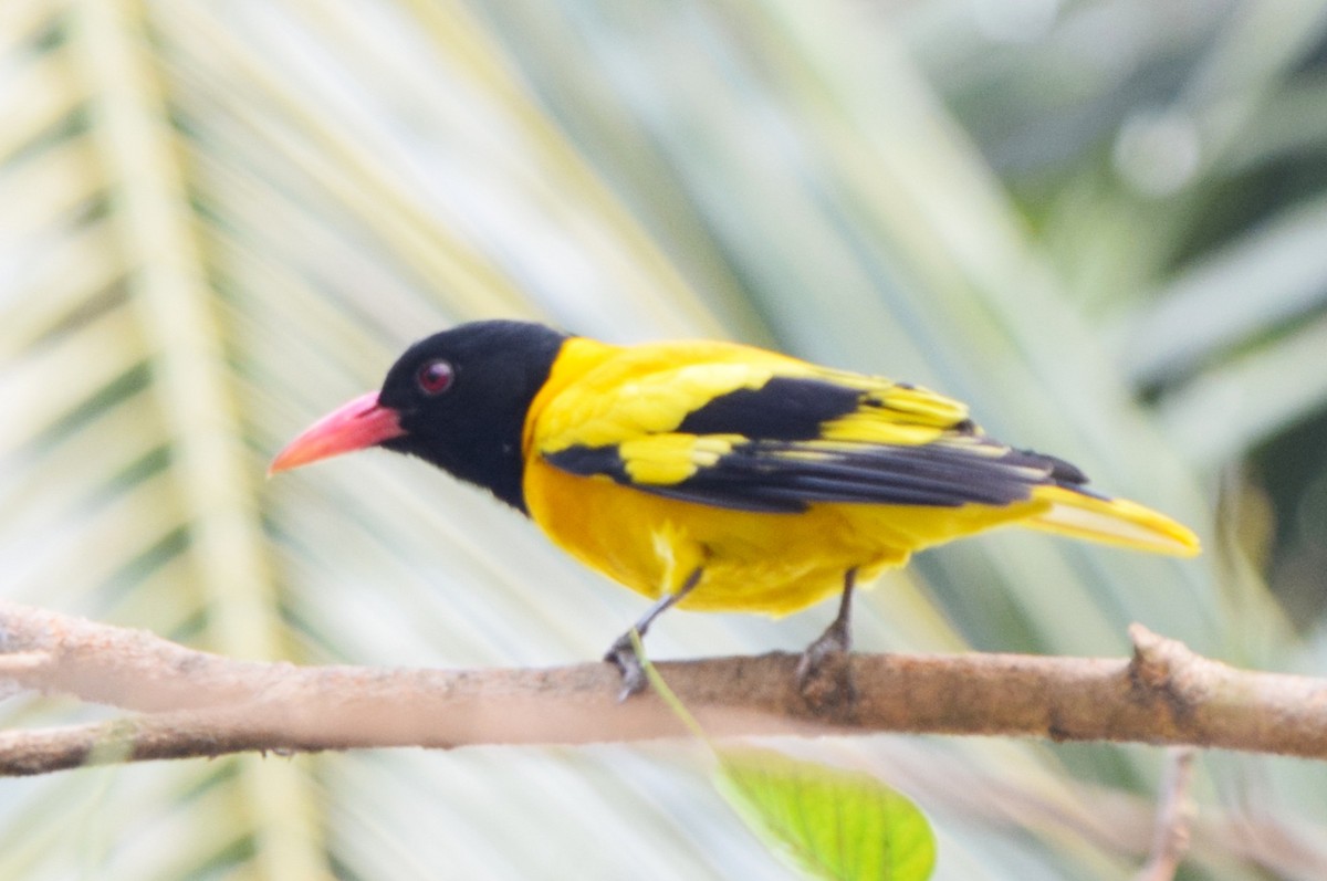Loriot à capuchon noir - ML652518568