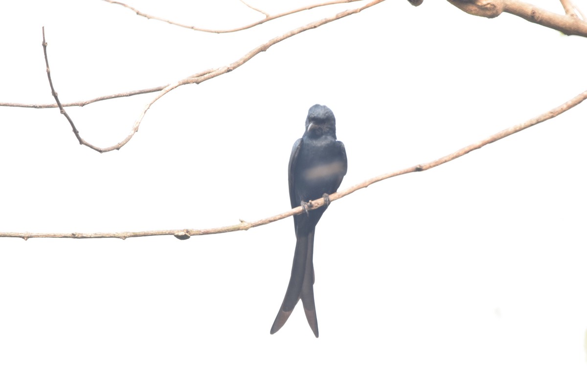Drongo royal - ML652518577