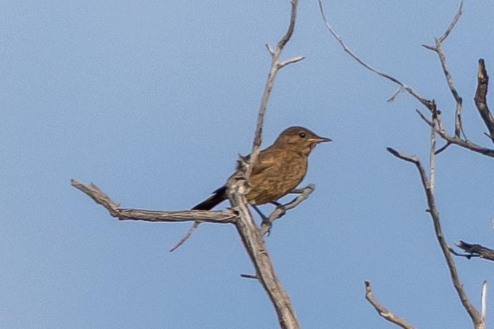 Смолярик південний - ML652518662