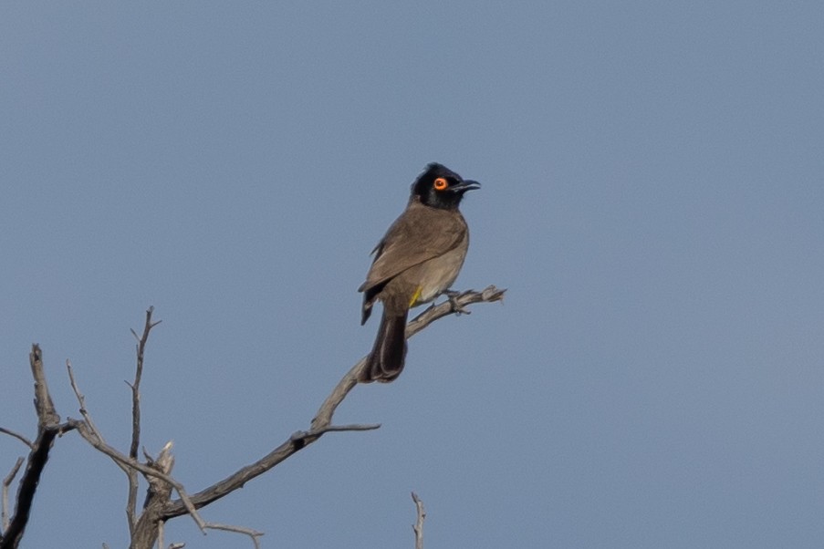 Бюльбюль червоноокий - ML652518913